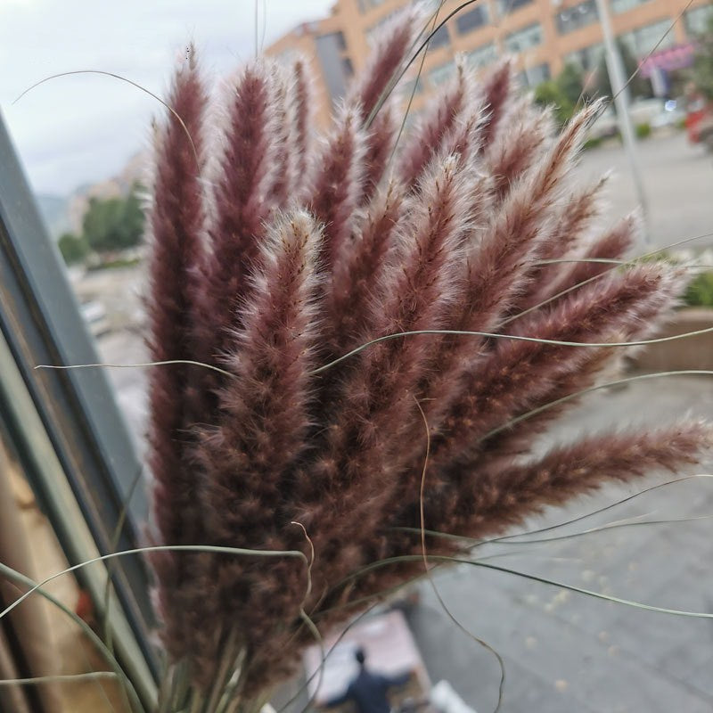 15Pcs Dried Small Pampas Grass Flowers Pantas Artificiale S P