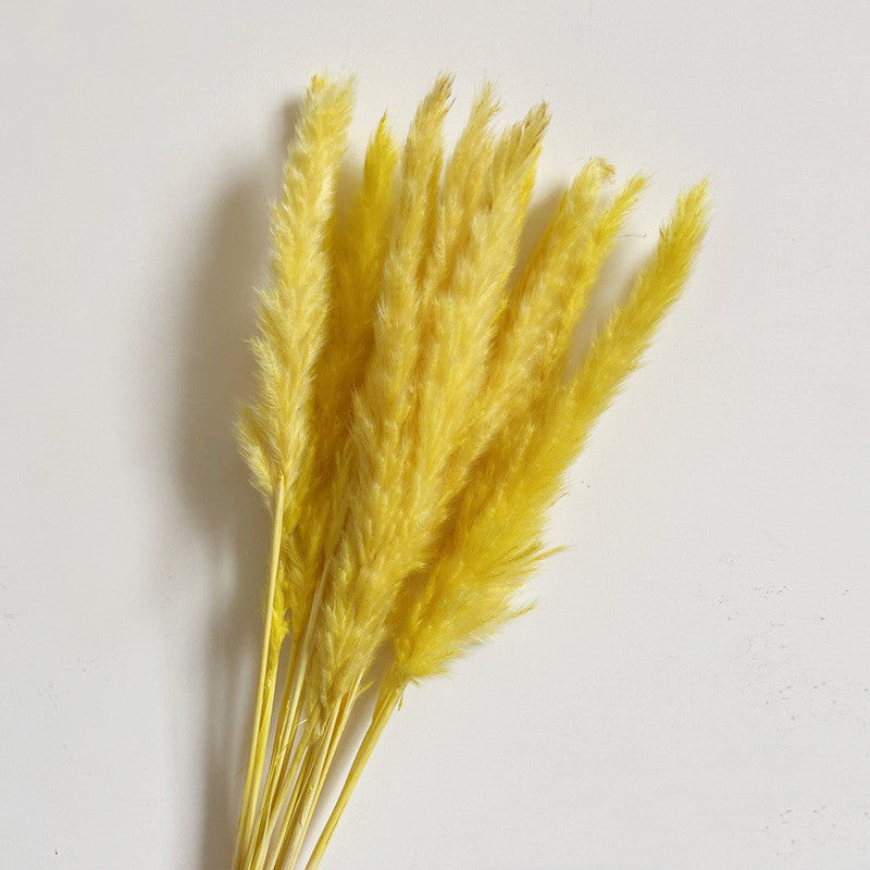 Dried Flower Decoration Inss Reed Small Reed Home Pampas Grass