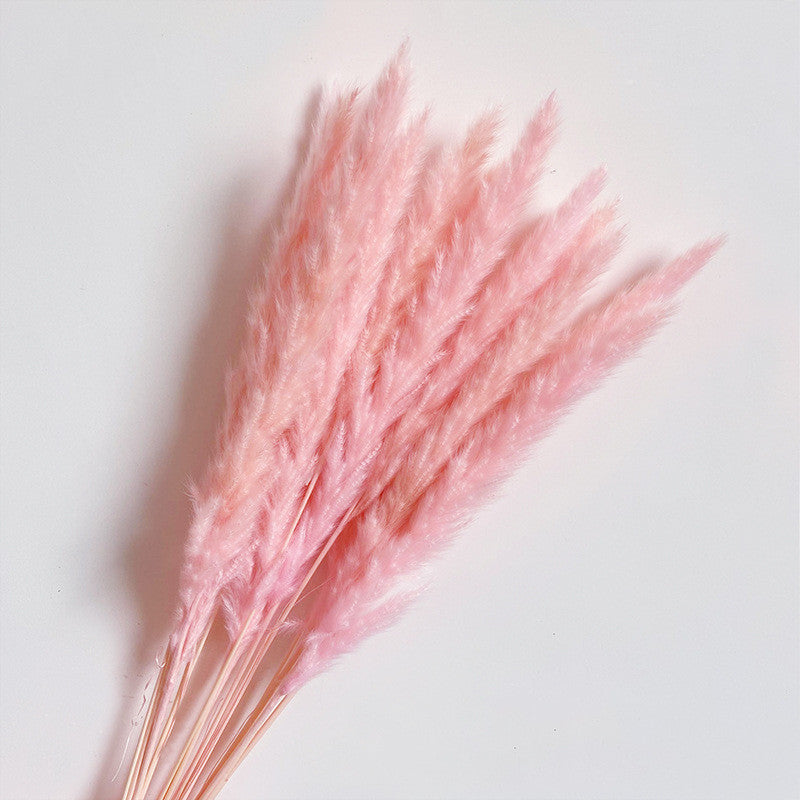 Dried Flower Decoration Inss Reed Small Reed Home Pampas Grass