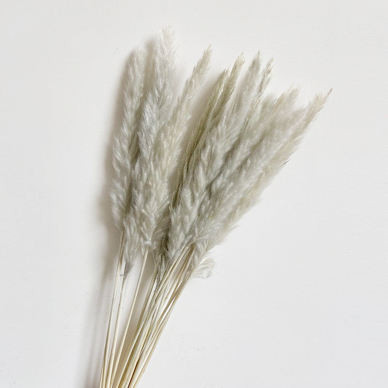 Dried Flower Decoration Inss Reed Small Reed Home Pampas Grass