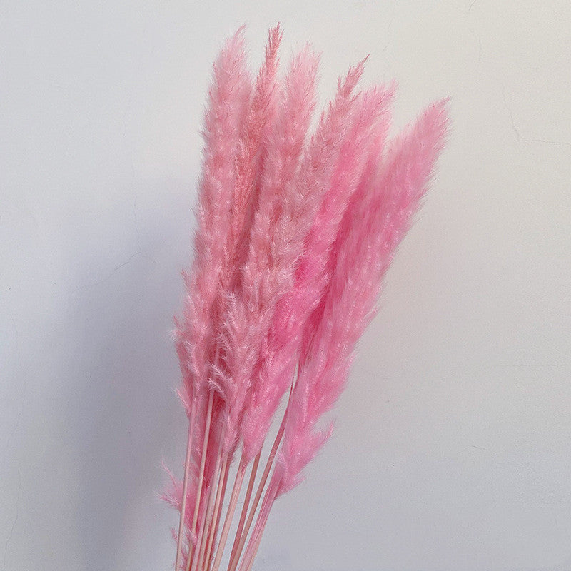 Dried Flower Decoration Inss Reed Small Reed Home Pampas Grass