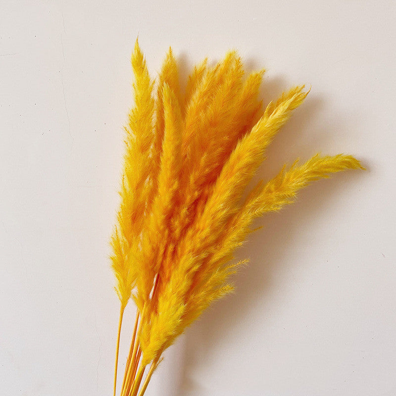 Dried Flower Decoration Inss Reed Small Reed Home Pampas Grass