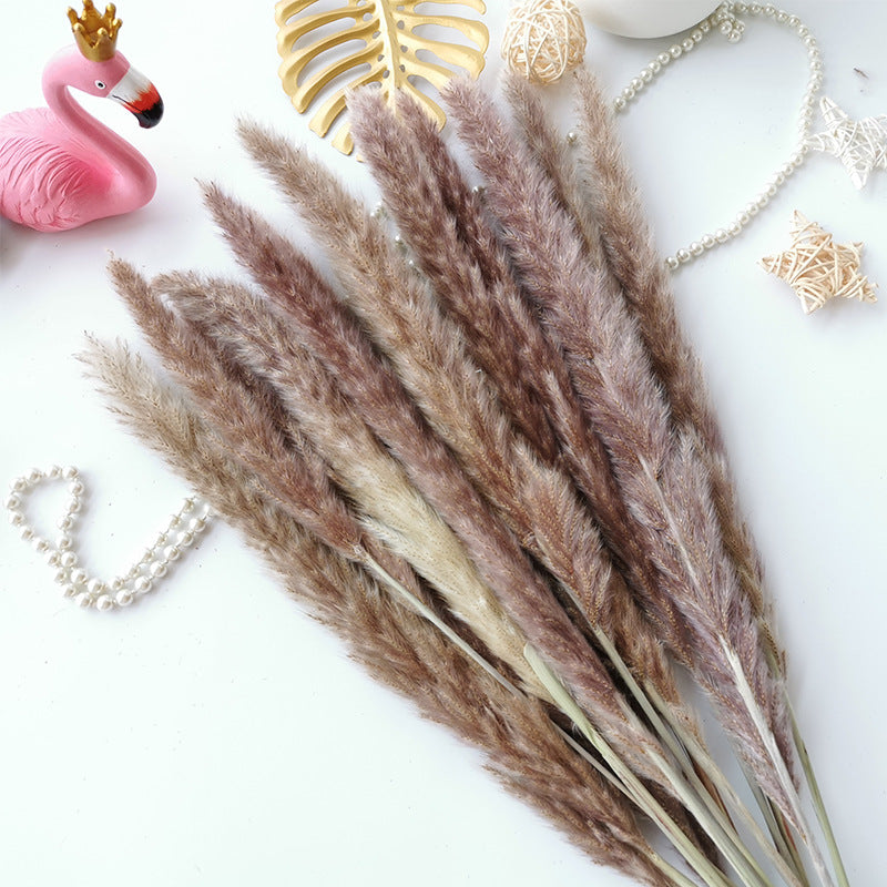 Dried Flower Decoration Inss Reed Small Reed Home Pampas Grass