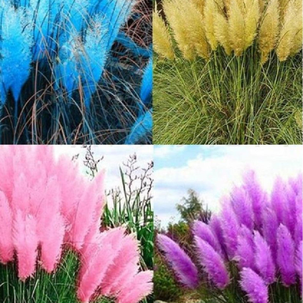 PAMPAS Seeds Are Cold-resistant For Many Years Ornamental Grasses