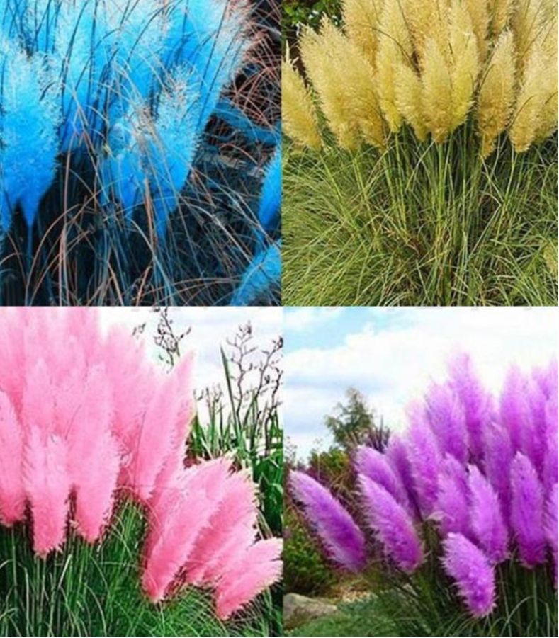 PAMPAS Seeds Are Cold-resistant For Many Years Ornamental Grasses