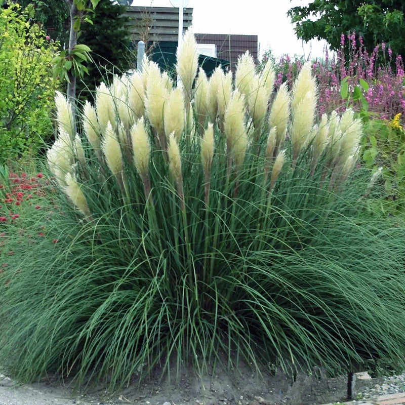 PAMPAS Seeds Are Cold-resistant For Many Years Ornamental Grasses