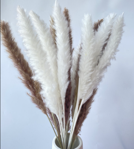 15Pcs Dried Small Pampas Grass Flowers Pantas Artificiale S P