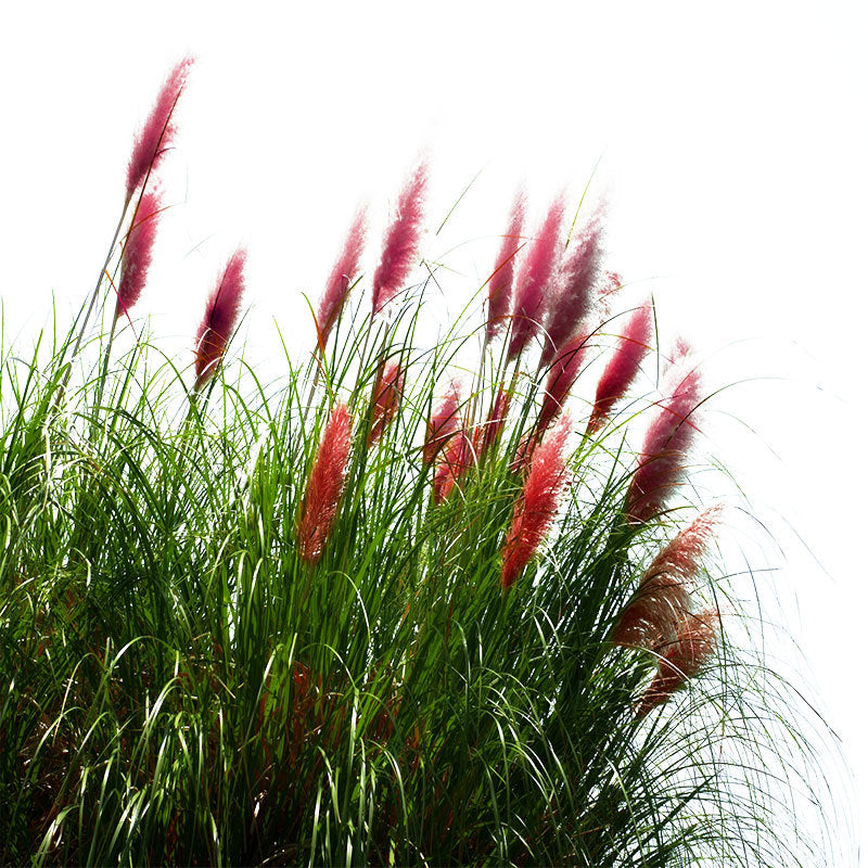 PAMPAS Seeds Are Cold-resistant For Many Years Ornamental Grasses