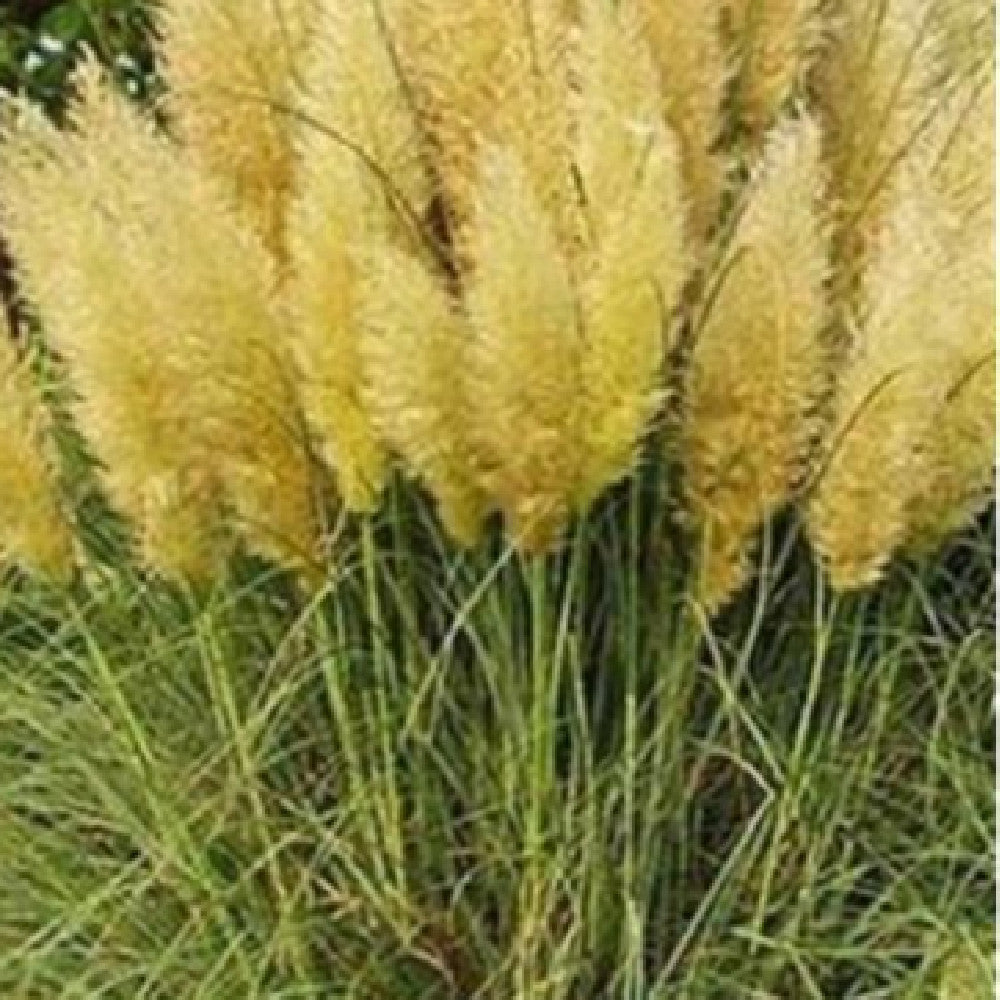 PAMPAS Seeds Are Cold-resistant For Many Years Ornamental Grasses