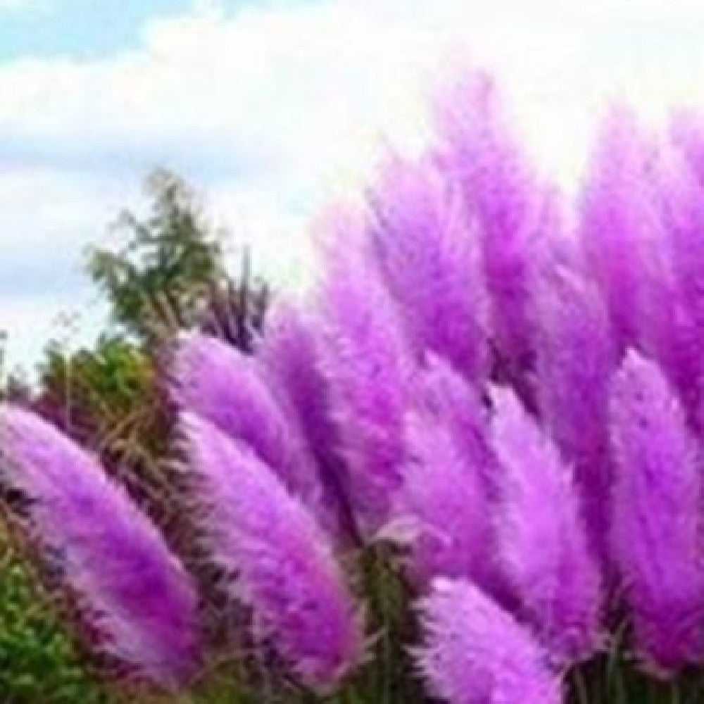 PAMPAS Seeds Are Cold-resistant For Many Years Ornamental Grasses