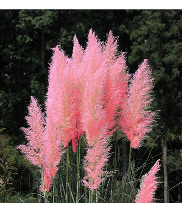 PAMPAS Seeds Are Cold-resistant For Many Years Ornamental Grasses