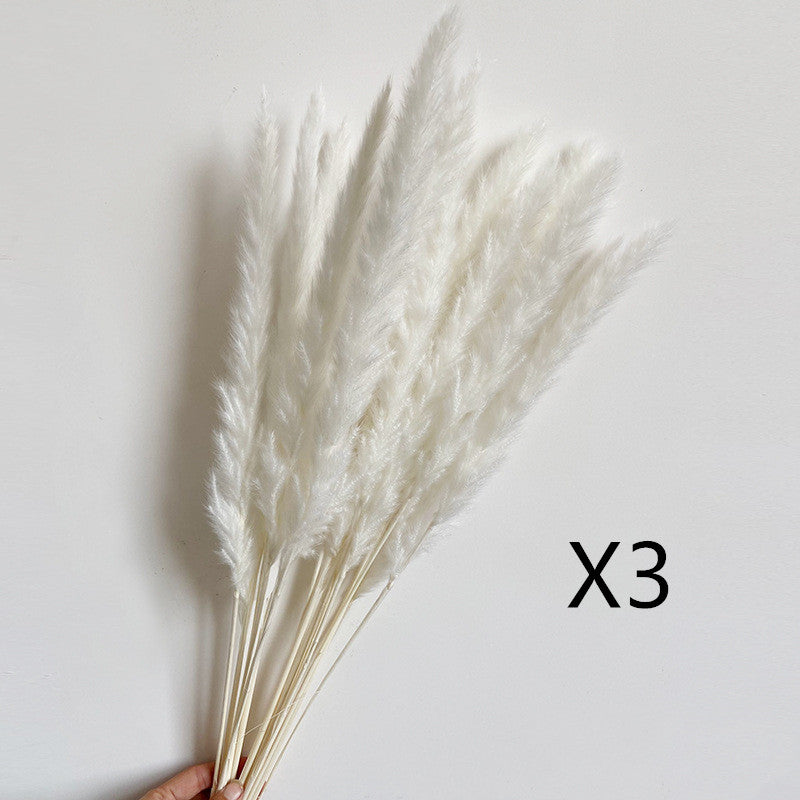 Dried Flower Decoration Inss Reed Small Reed Home Pampas Grass