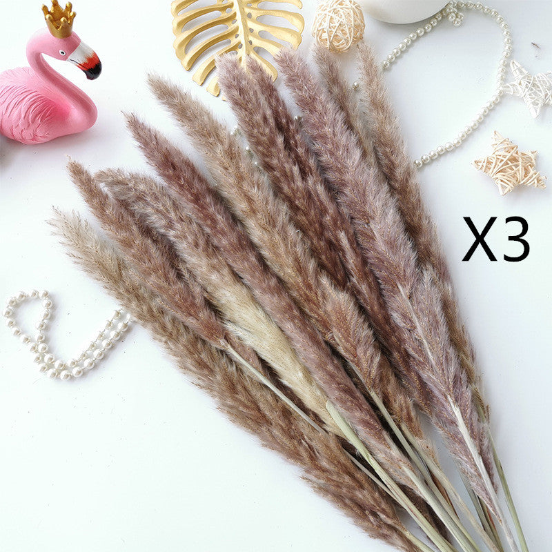 Dried Flower Decoration Inss Reed Small Reed Home Pampas Grass